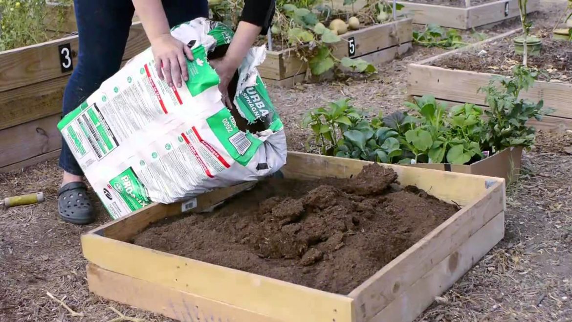 How Do I Start a Small Vegetable Garden in Texas? How Do I Start a Small Vegetable Garden in Texas?