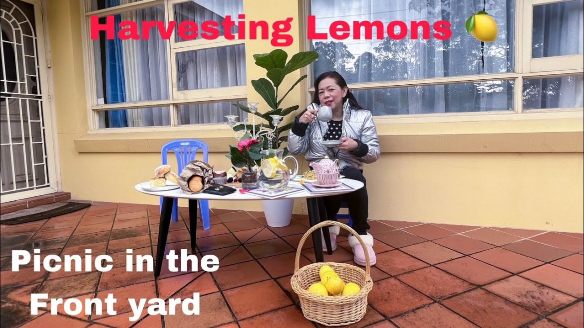 Harvesting lemons in our garden ~ Mini picnic in our front yard ~ Pinay in Australia