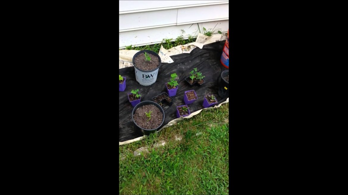 Urban Container Garden #1