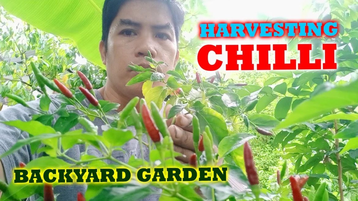 HARVESTING CHILLI | BACKYARD GARDEN HARVESTING CHILLI | BACKYARD GARDEN