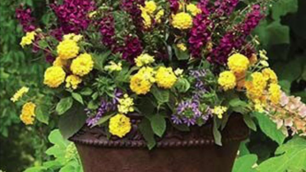 Beautiful Container Garden Designs//Pool And Front Porch Pots  #pool #containergarden #designs
