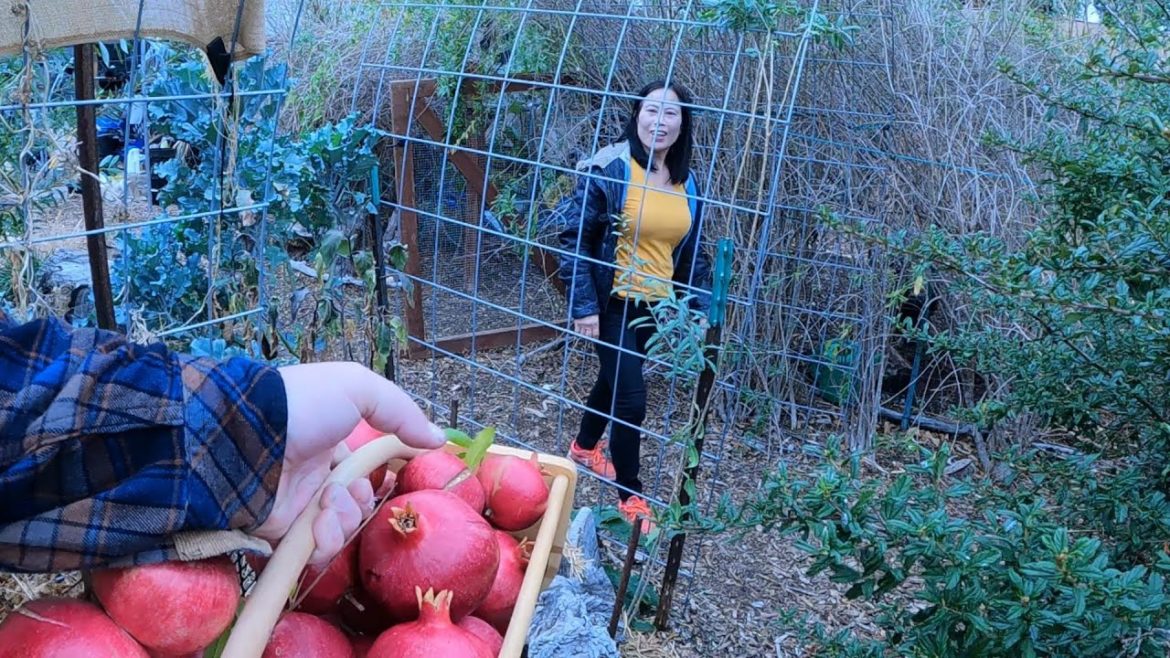 Surprising The Wife With An Abundant Garden Harvest! This Gave Me Such A Great Feeling!! Surprising The Wife With An Abundant Garden Harvest! This Gave Me Such A Great Feeling!!