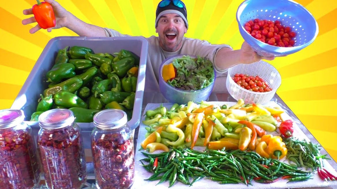 The LAST Harvest before the BIG FREEZE in the vegetable container garden