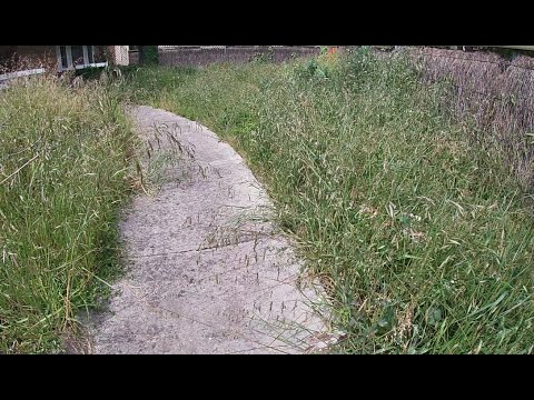 Overgrown yard clean up to avoid city violation fine #OvergrownYardCleanup Overgrown yard clean up to avoid city violation fine #OvergrownYardCleanup