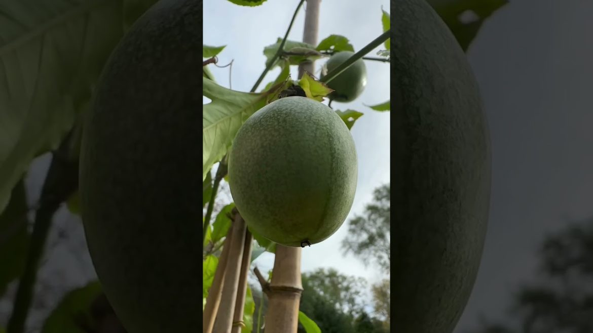Container Passion Fruit in New England