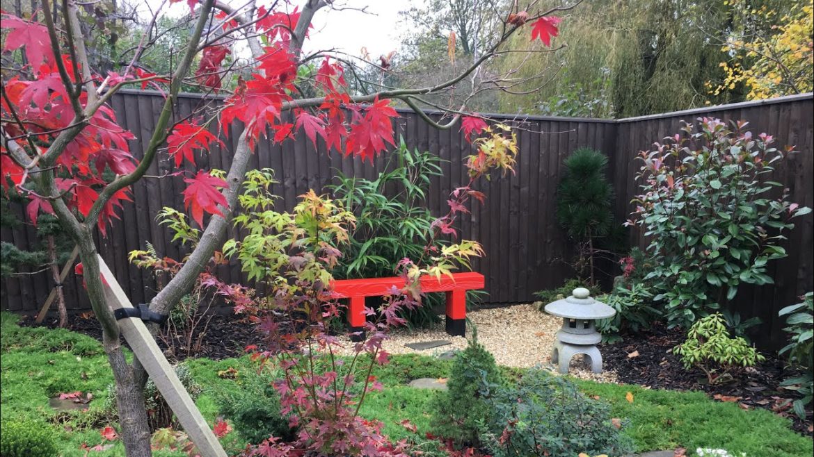 Ant’s Japanese Garden: Pruning the Acer in winter Ant’s Japanese Garden: Pruning the Acer in winter