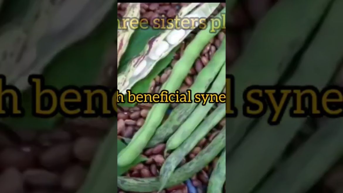 Companion planting to increase yield, profit and reduce pest