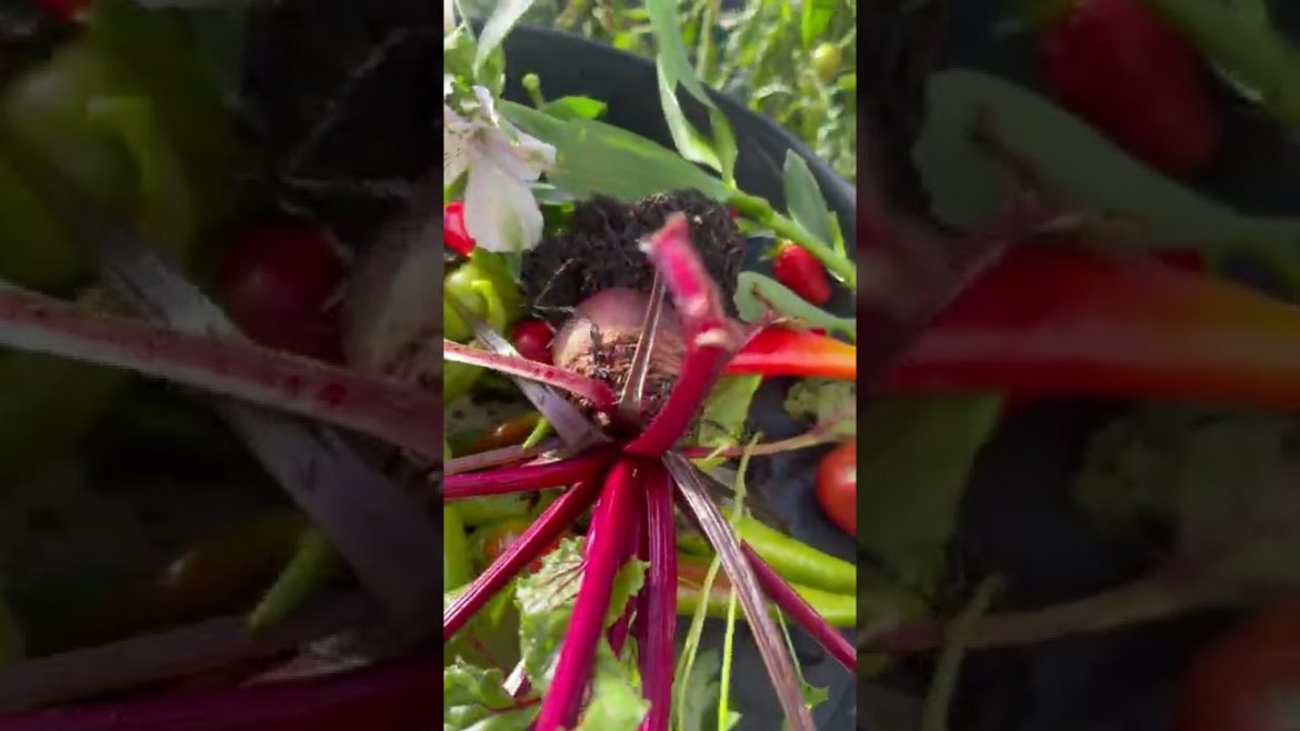 November UK Balcony vegetable garden harvest #shorts