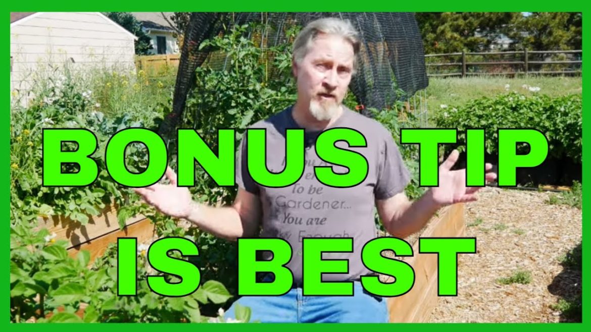 Gardening During Drought (12 Tips)