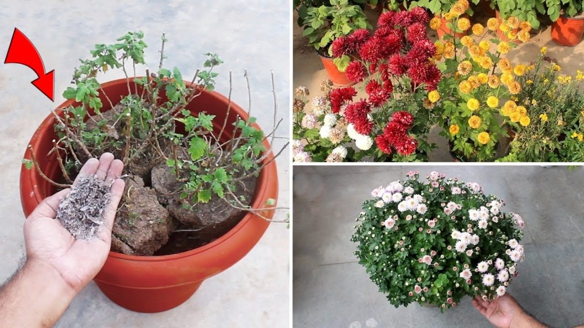 TOP 10 Chrysanthemum FLOWERING TIPS Nursery Hides From You TOP 10 Chrysanthemum FLOWERING TIPS Nursery Hides From You