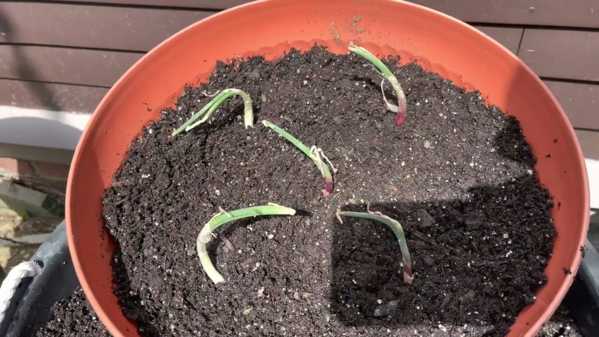 April 10, 2022 Container Garden Vlog