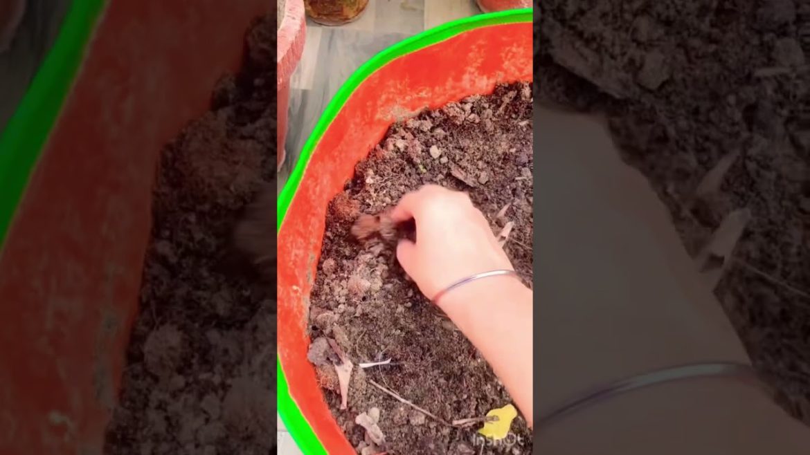 Don't skin the cloves!Want to Grow something Easy,How do you grow endless supply of garlic?