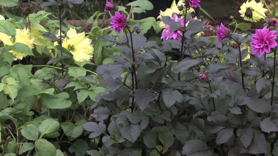 Gardening Tips : What Does Phosphorus Do for Plants? Gardening Tips : What Does Phosphorus Do for Plants?