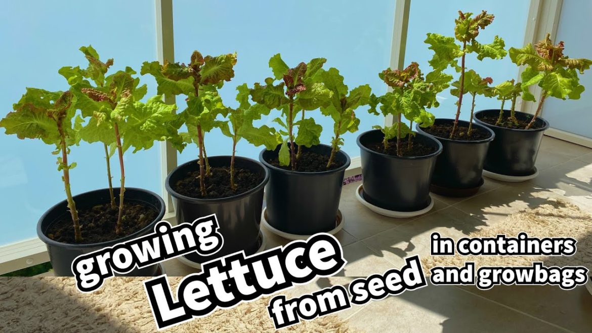 Growing Lettuce in Containers (Leaf Lettuce from Seed) Container Garden Growing Lettuce in Containers (Leaf Lettuce from Seed) Container Garden