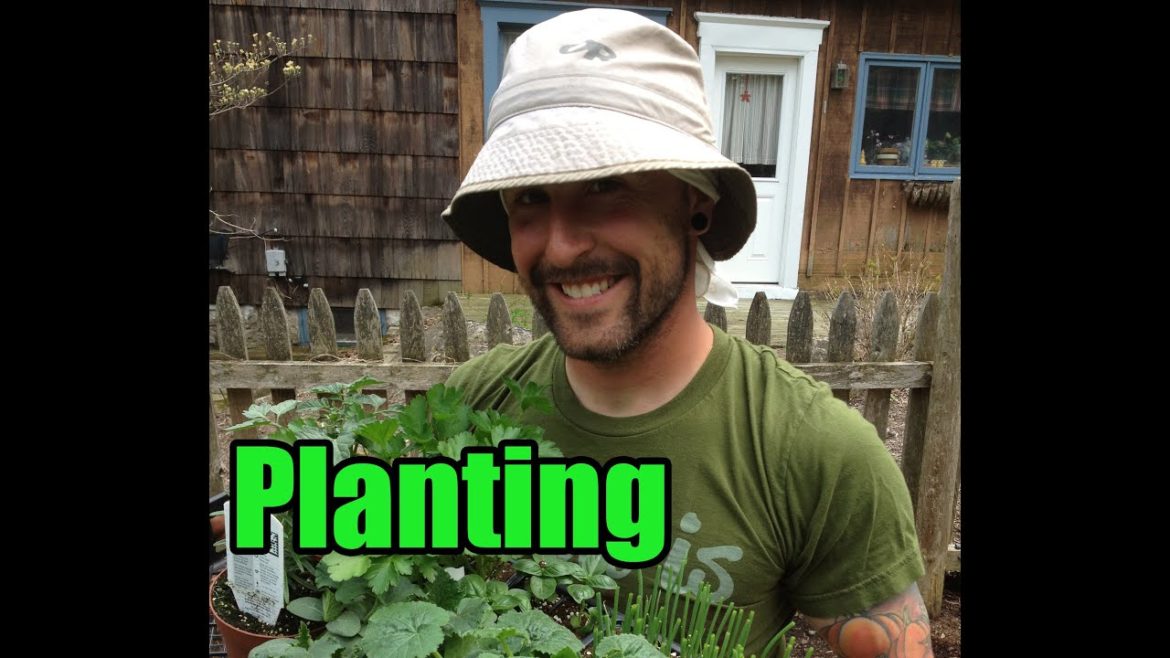 Gardening Tips - Planting Your Plants - The Vegan Zombie