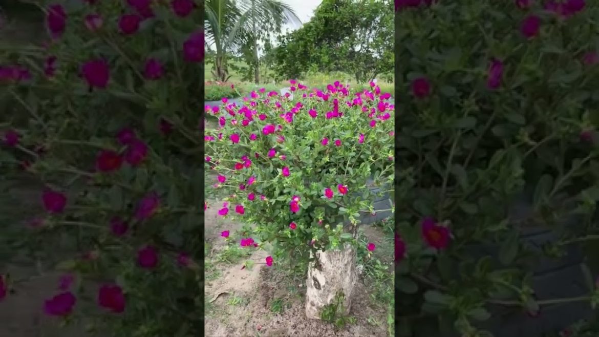 Beautiful flowers | Vikas Gardening | #shorts #gardening #flowering #beautifulflowers Beautiful flowers | Vikas Gardening | #shorts #gardening #flowering #beautifulflowers