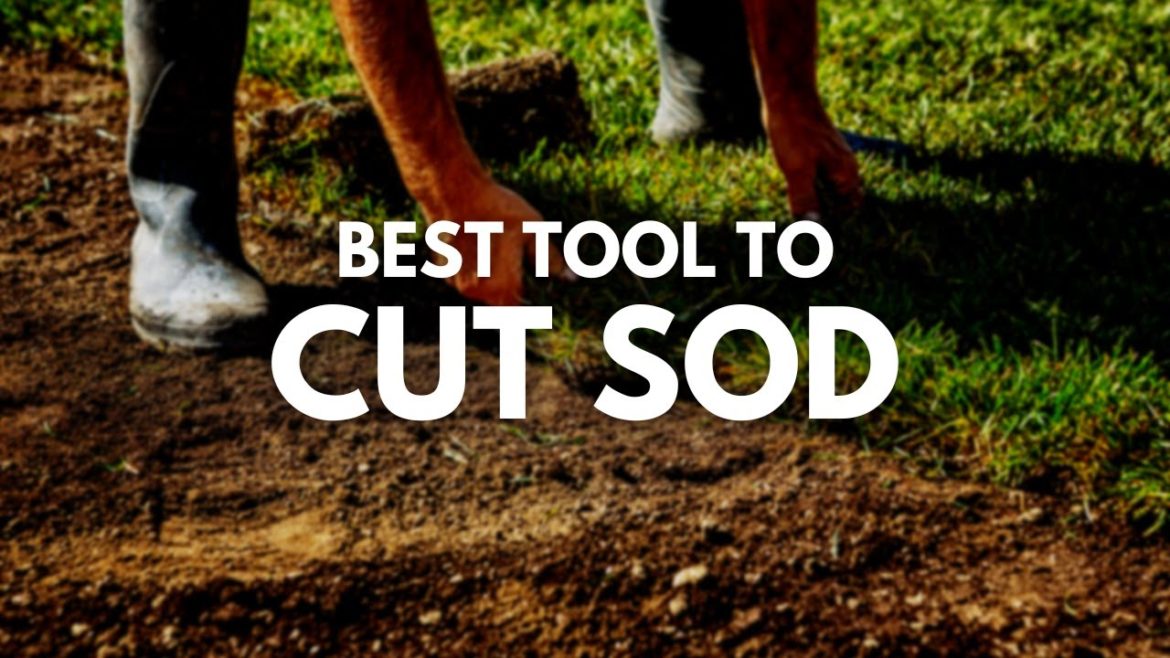 Best Tool To Cut Sod | All you need for your garden Best Tool To Cut Sod | All you need for your garden