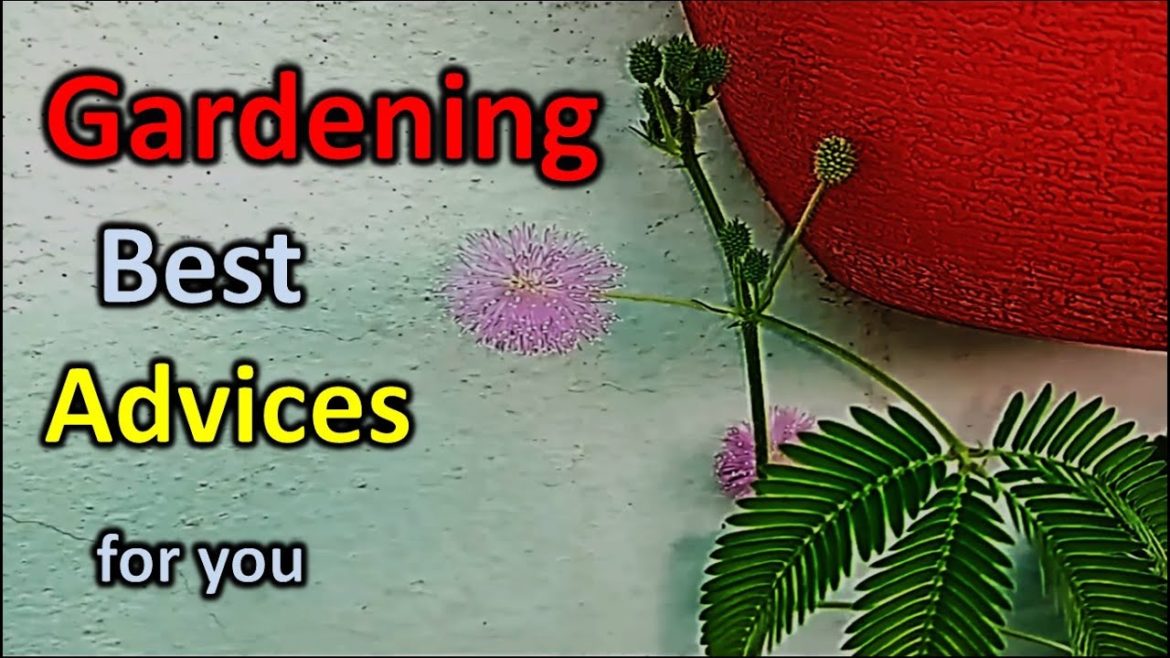 Gardening advice and tips for home and house garden , know how Gardening advice and tips for home and house garden , know how