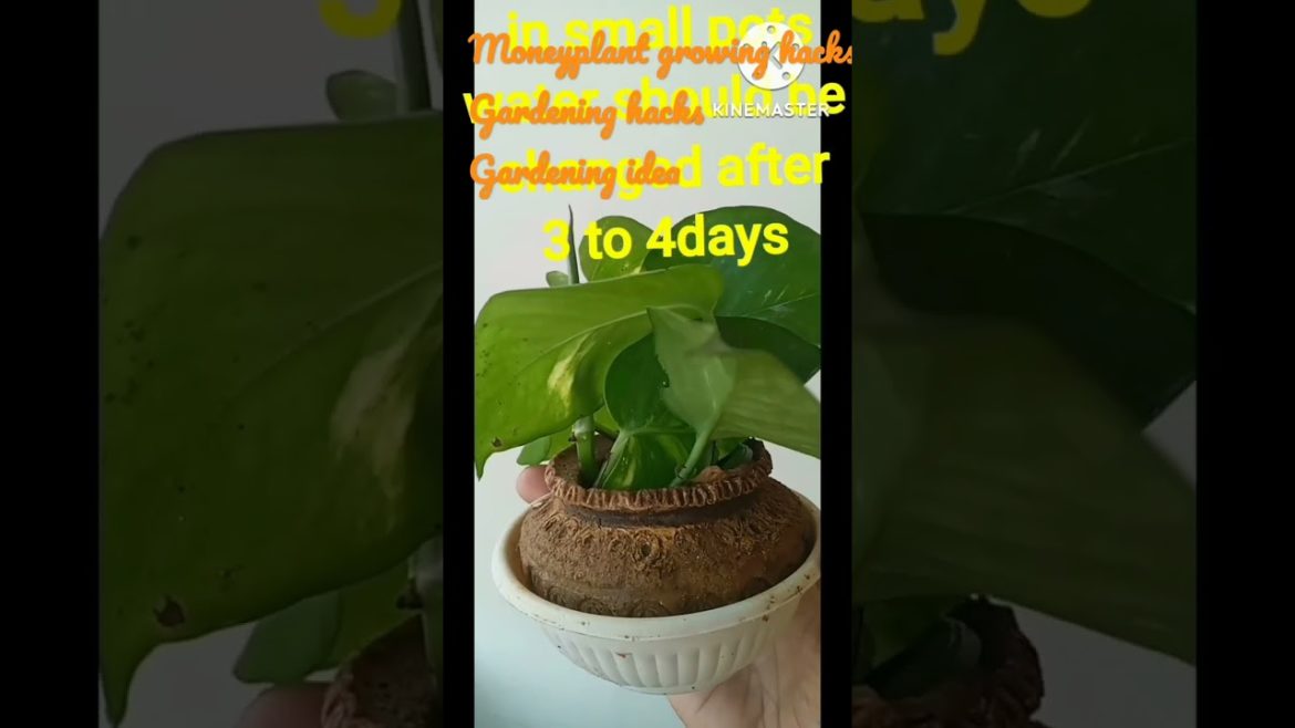 Amazing Money Plant That Grows anywhere gardening ideas money plant propagation money plant care
