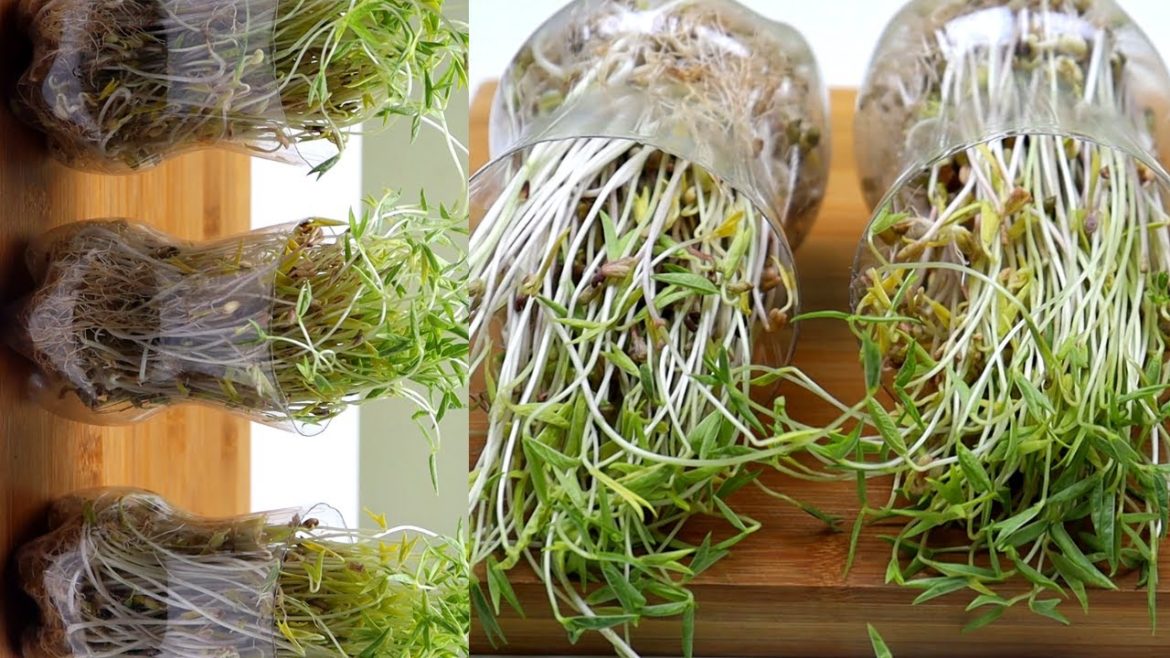 How to grow bean sprouts with recycled plastic bottles | gardening tips  #24caratall #sprouts How to grow bean sprouts with recycled plastic bottles | gardening tips  #24caratall #sprouts