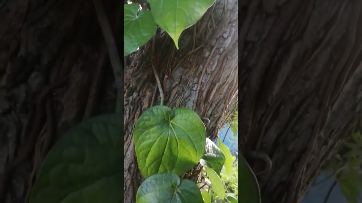 Betal leaves plant propogation in tamil#gardentips #garden#farming #terracegarden