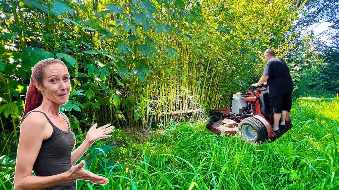 15FT Tall Overgrown Yard, Saved this SINGLE MOM from a FINE.