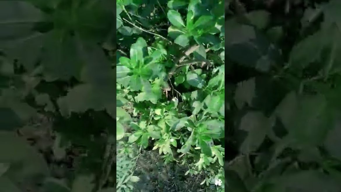 Tree Rose grafting tips from a wild trunk #Shorts Tree Rose grafting tips from a wild trunk #Shorts
