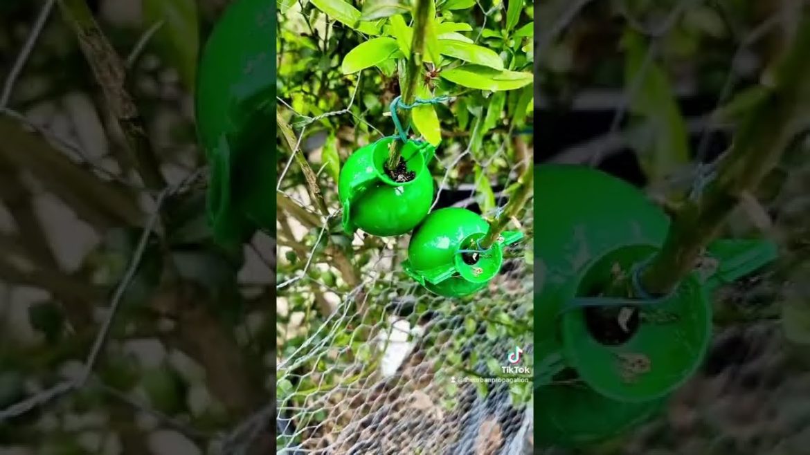 Spring looks like this, Thanks to La Nina. Melbourne Urban Food Forest is on TikTok now!