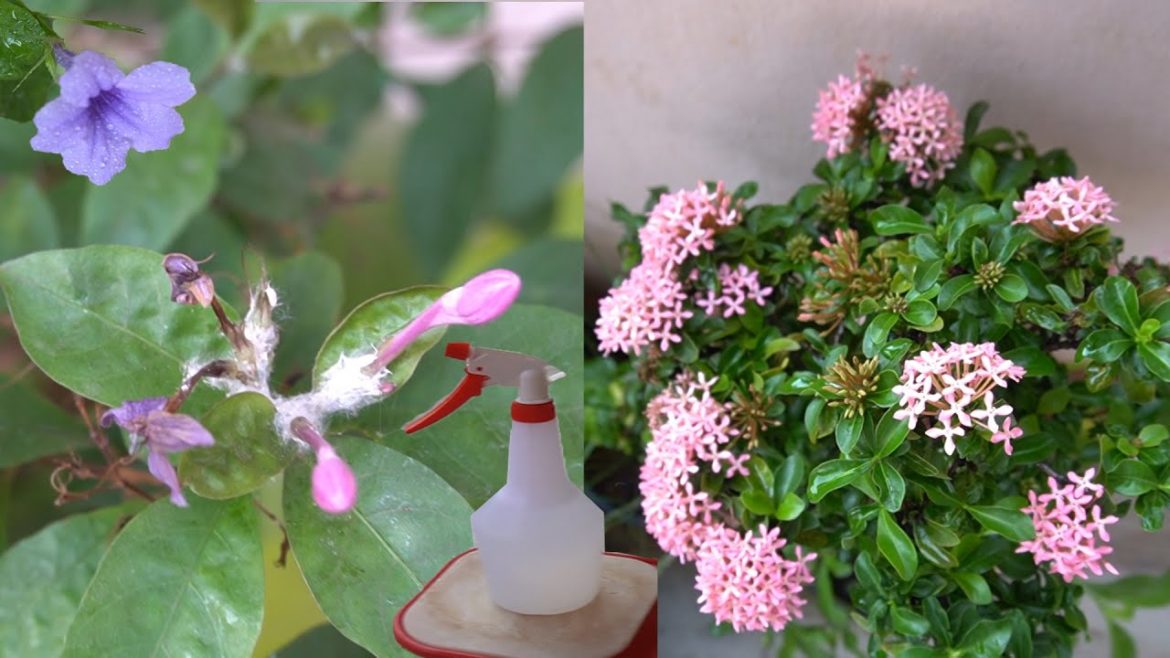Gardening tips || Remedies for white bugs || How to grow flower plants || A 4 Creations