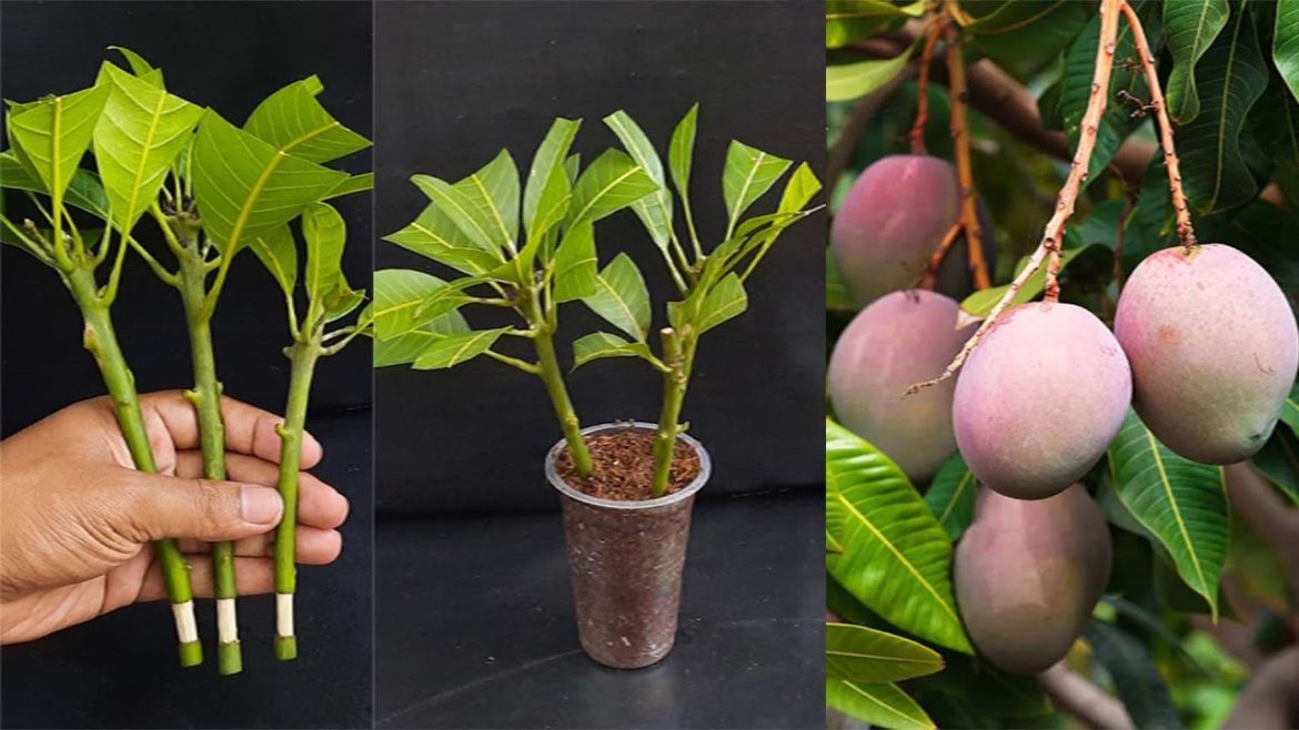 How to propagate mango tree from cuttings with aloe vera || Grow mango cutting with 100% success