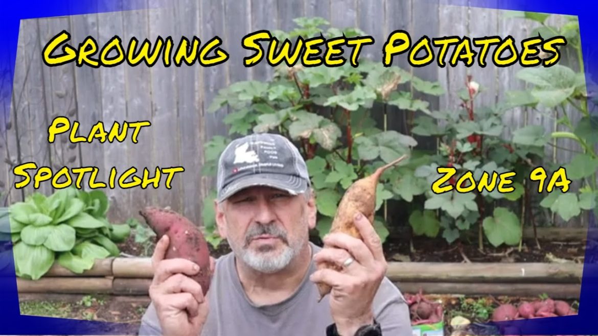 Plant Spotlight:  Growing Sweet Potatoes In Zone 9 Plant Spotlight:  Growing Sweet Potatoes In Zone 9