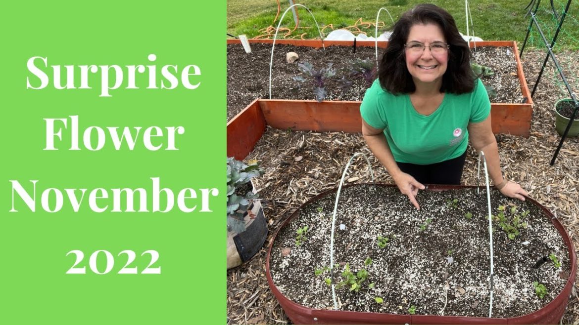 Planting Ranunculus in Fall // Gardening at the Simongetti North Planting Ranunculus in Fall // Gardening at the Simongetti North