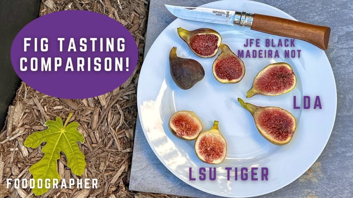 Fig Varieties Compared! Which Fig Fruit Tastes the Best? LDA, LSU Tiger or JFE Black Madeira Not?
