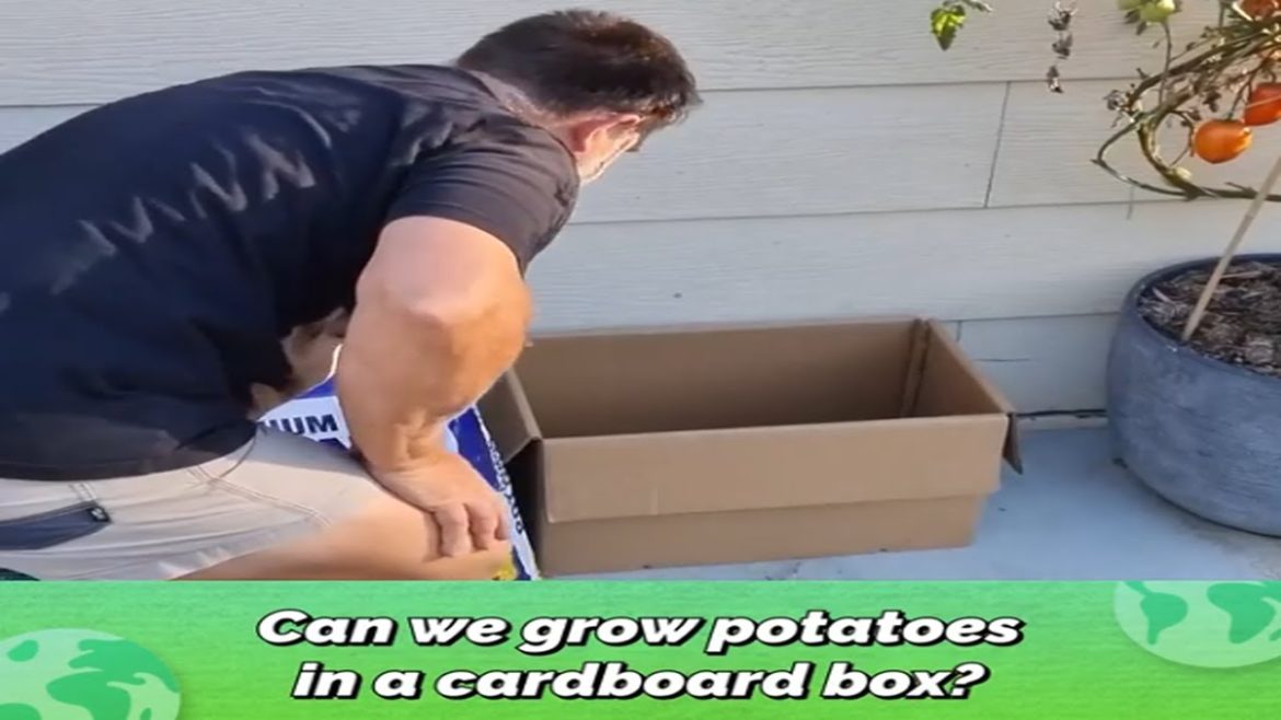 Use Your Old Cardboard Boxes Like THIS! 🥔 || Self Sufficient Me 2022