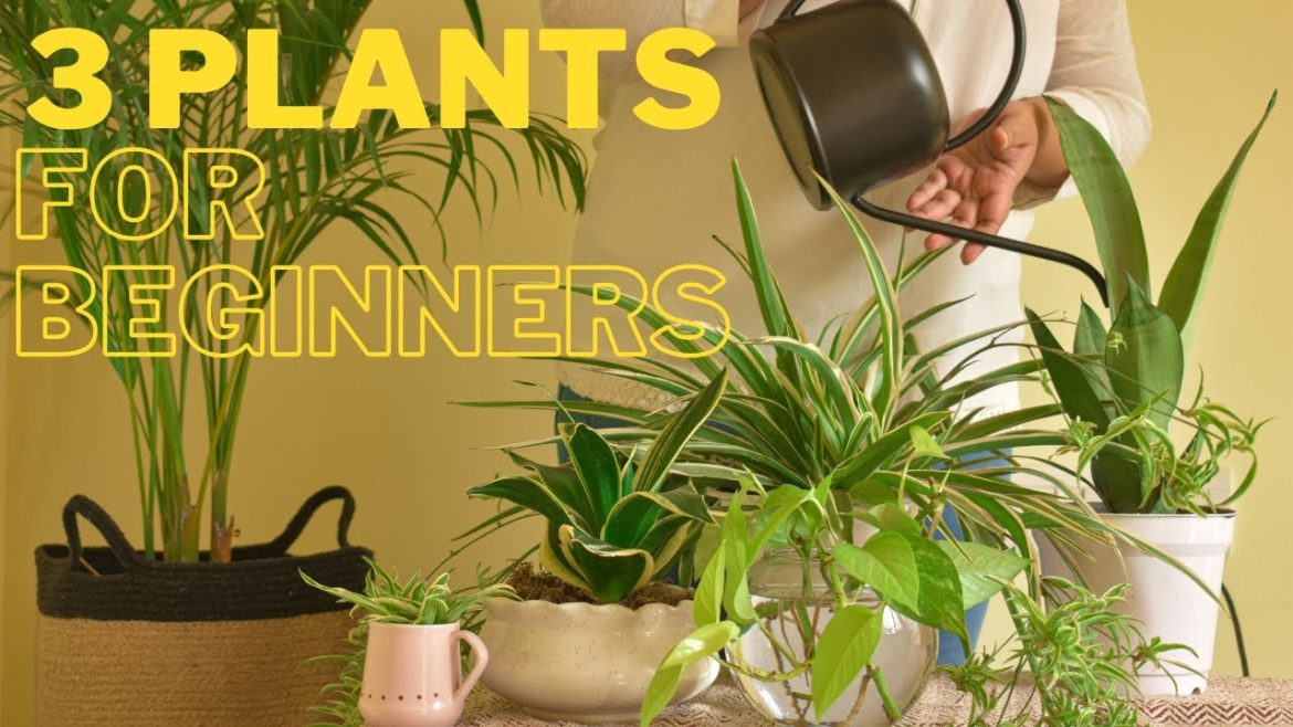 3 Best Plants For Beginners 🌿 Home Gardening Tips 🏡 How To Start A Home Garden ☘