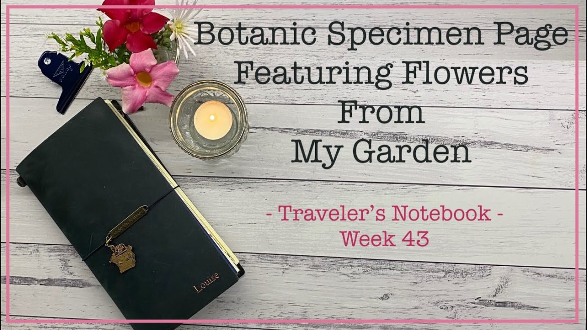 Vintage Style Botanic Specimen Page | 🌺Spring Blooms from my Garden #travelersnotebook #journaling Vintage Style Botanic Specimen Page | 🌺Spring Blooms from my Garden #travelersnotebook #journaling
