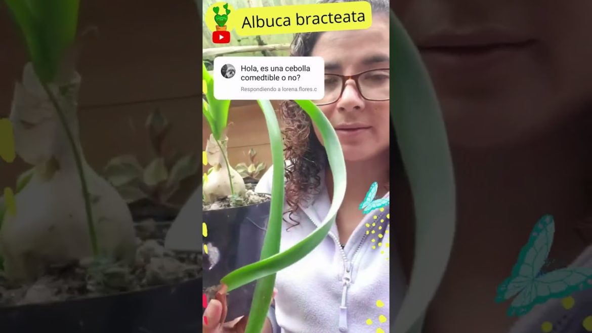 Esta suculenta es comestible? │#Shorts Suculentas con amor