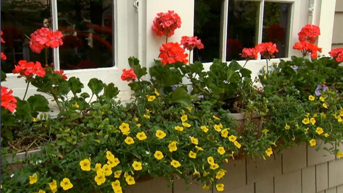 Window Box Container Gardening | P. Allen Smith Classics