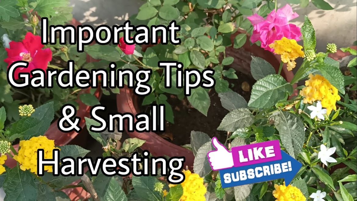 Important Gardening Tips & Small Harvesting. | Yash Ki Bagiya #gardening #plants #terracegarden