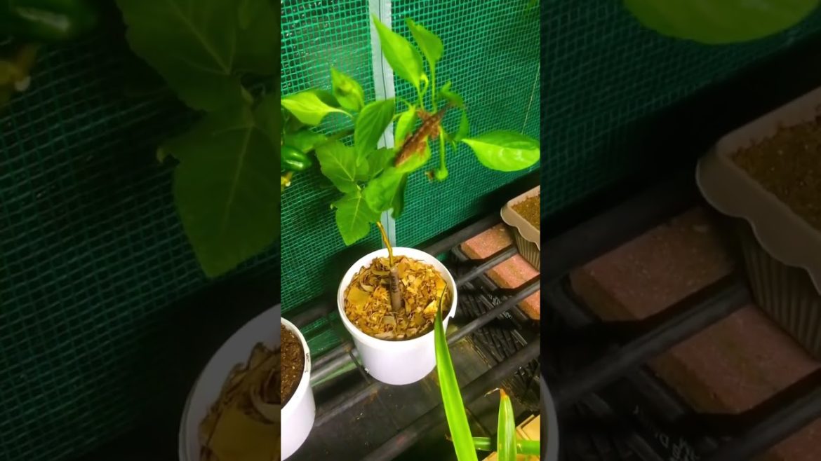 Lizard 🦎 Love #shorts