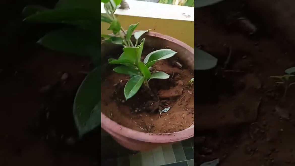 money plant short video #shorts