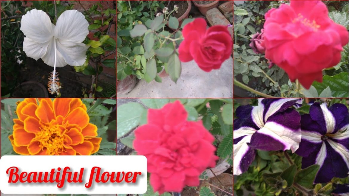 beautiful flower's and garden photos /#flowers #gardening  #plants #planting #gardeningtips