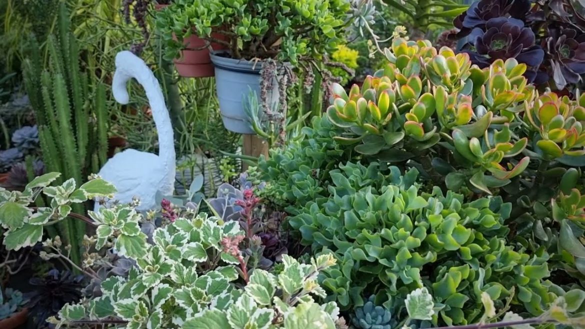 Dante's Garden Update  2nd November 2022