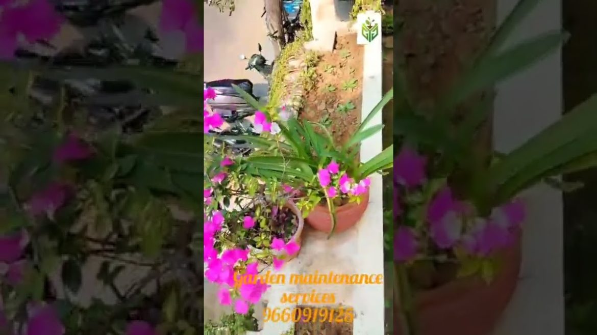 Garden maintenance services by GYG #shorts Garden maintenance services by GYG #shorts