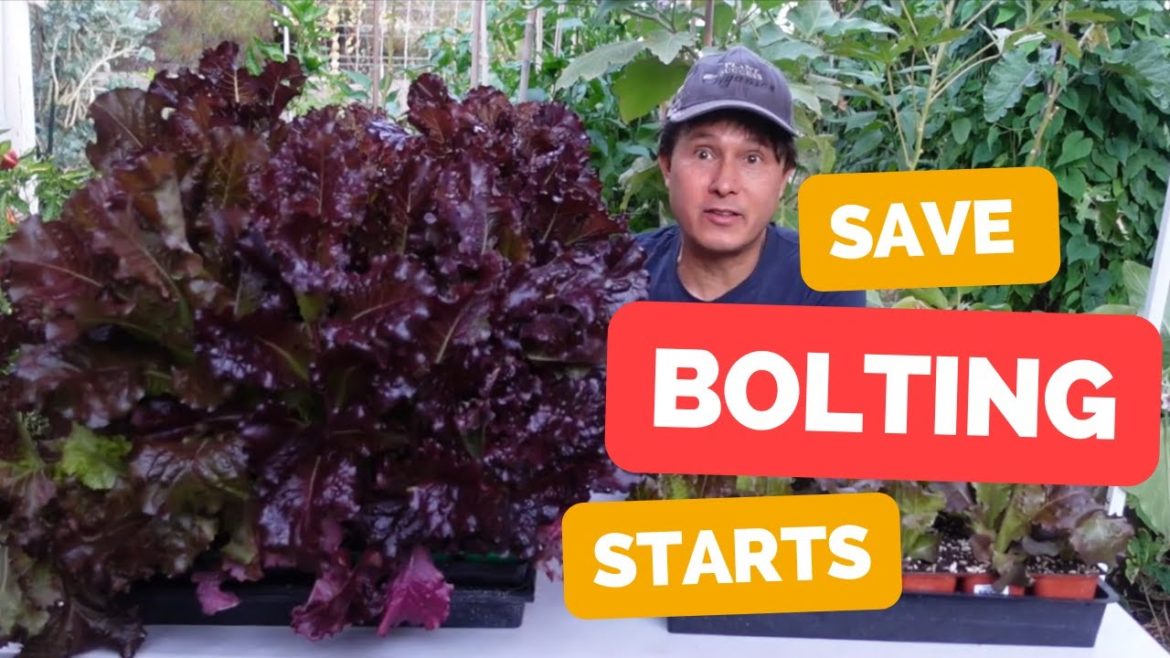 Do This to Save Bolting Veggie Plant Starts from the Compost Pile Do This to Save Bolting Veggie Plant Starts from the Compost Pile