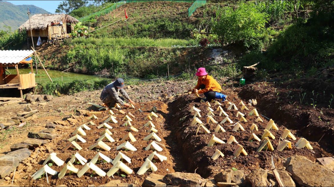 Building a new life Ep.51 | complete new vegetable garden | Live with nature