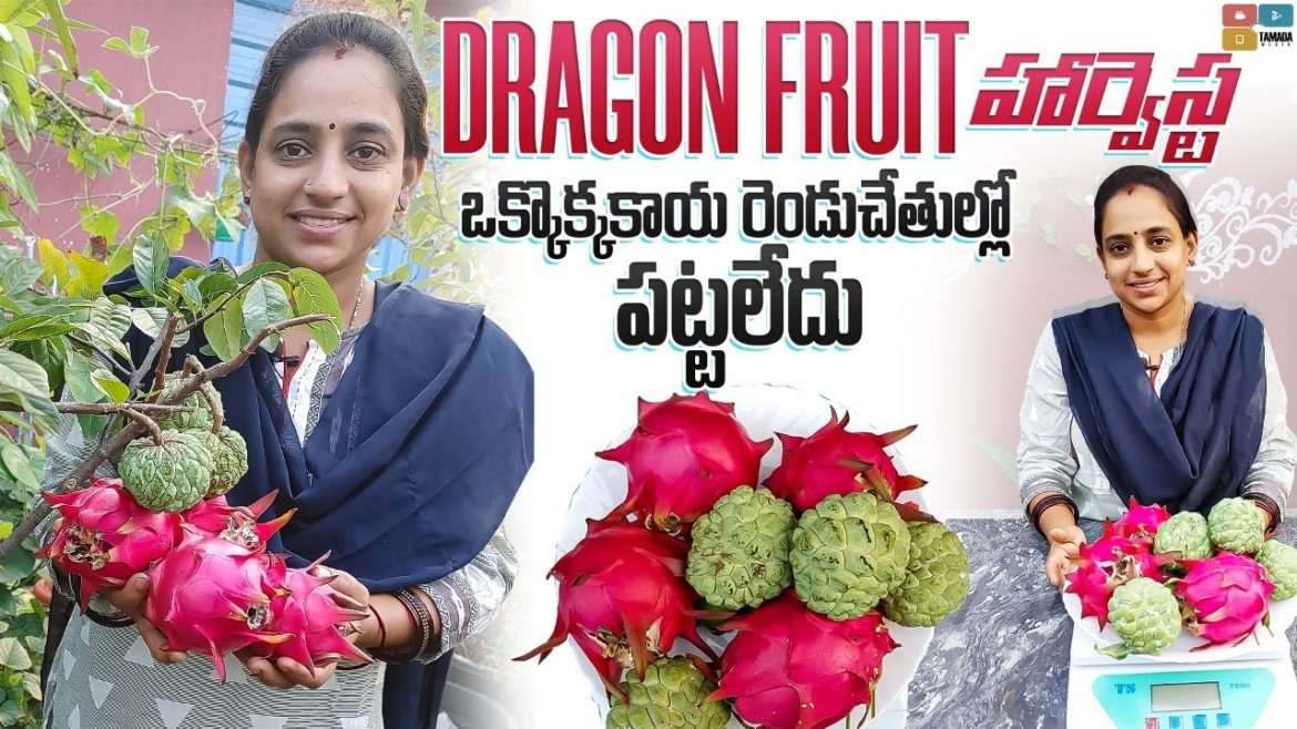 Dragon fruit & Sugar apple Harvest || TELUGU GARDEN VLOG