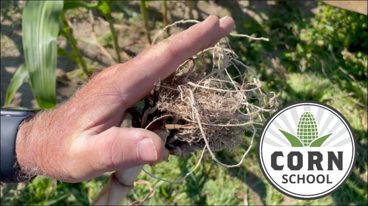 Corn School: Managing roots for higher yield