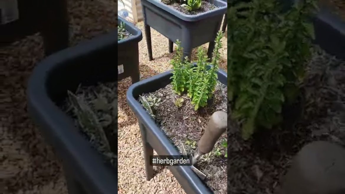 Progress update! Have plans for more, but here's a quick updated! #shorts #nature