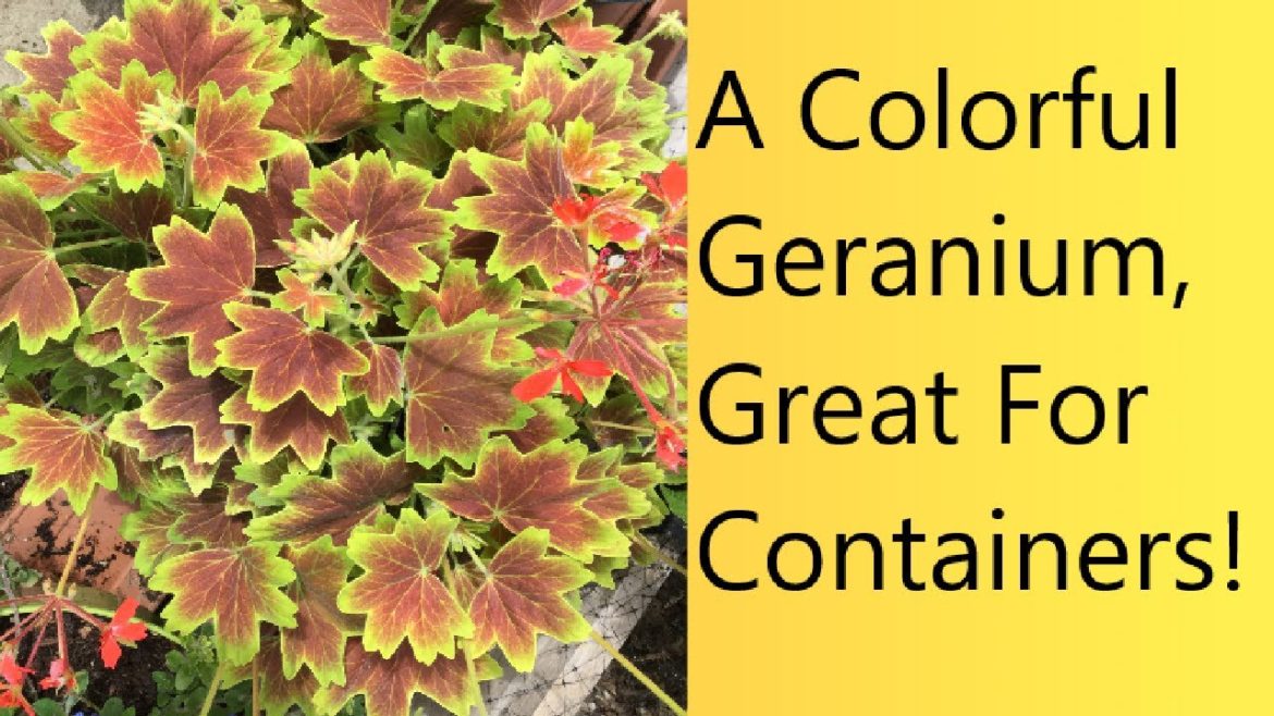 (Video 55) Colorful Geraniums | Vancouver Centennial Care | Attractive Container Flowers. (Video 55) Colorful Geraniums | Vancouver Centennial Care | Attractive Container Flowers.
